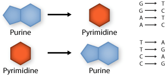 Transversion: purine replaced by a pyrimidine or pyrimidine by a purine