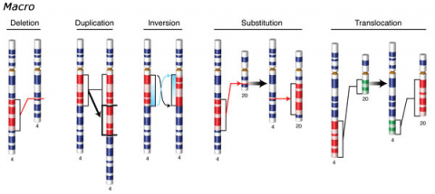 Simple graphic depicting chromosomal mutations: deletion, duplication, inversion, substitution, and translocation.
