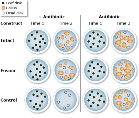 Simple graphic of leaf discs, half with antibiotic and half without. Those without show much more calluses after time.