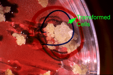 Photo of cells on a slide, with a large crystalline area, labelled as transformed cells.