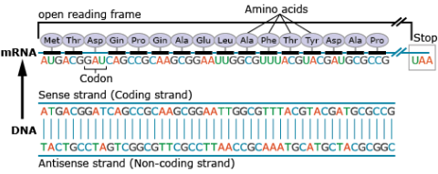 DNA with labeled open reading frame.