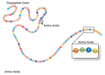 Amino acids visualized as colorful beads along a peptide chain