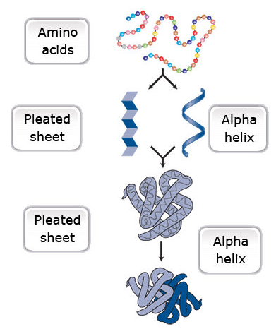 Visualization of amino acids and the structures they make up.