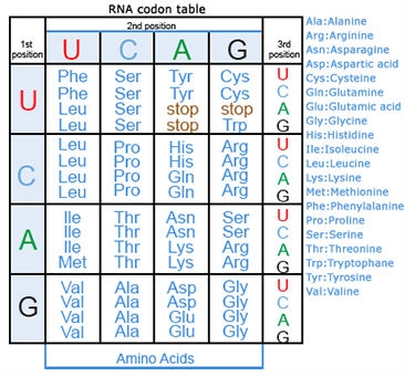 RNA condon table
