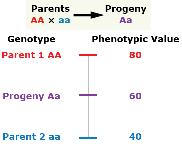 Dominant homozygous parent has a phenotypic value of 80. Heterozygous progeny has a phenotypic value of 60. Recessive homozygous parent has a phenotypic value of 40.