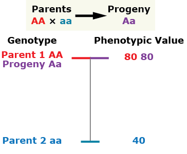 Dominant homozygous parent has a phenotypic value of 80. Heterozygous progeny has a phenotypic value of 80. Recessive homozygous parent has a phenotypic value of 40.