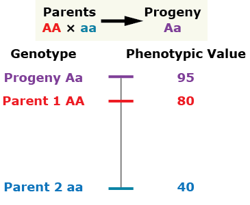 Dominant homozygous parent has a phenotypic value of 95. Heterozygous progeny has a phenotypic value of 80. Recessive homozygous parent has a phenotypic value of 40.
