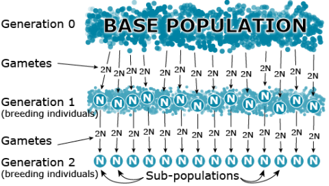 Visualization of a base population and subpopulations using blue circles. The base population is a cluster of circles, passing down gametes (2N) through generations to create N, breeding individuals.