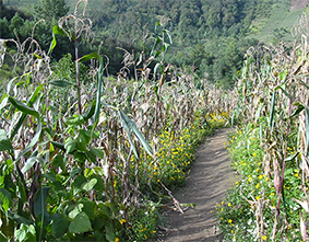 photo of maize and bean plants