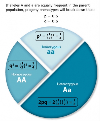 A pie chart with three sections: half is Heterozygous Aa, a quarter is Homozygous with two capital As, and the other quarter is Homozygous with two lowercase as.