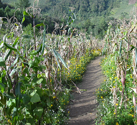 Photo of maize and bean plants