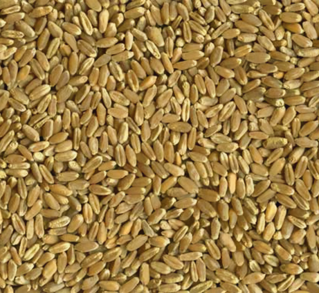 Close-up photo of wheat kernels