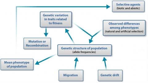 Major topics from this chapter are expressed in boxes with connection arrows. For example, migration increases allele frequencies affect genetic variation, which can lead to mutation or recombination.