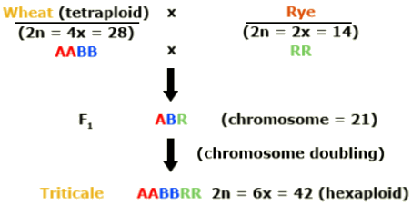 Wheat (tetraploid) AABB crossed with Rye RR yields ABR, which yields AABBRR, a hexaploid, through chromosome doubling.