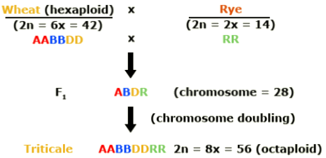 Wheat (hexaaploid) AABBDD crossed with Rye RR yields ABDR, which yields AABBDDRR, an octaploid, through chromosome doubling.