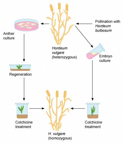 Visualization of a heterozygous barley plant which has a culture taken, regenerates, is treated with colchicine, and yields a homozygous progeny.