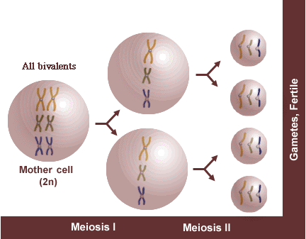 Diploid meiosis yields four cells with three chromosomes each rather than 2.