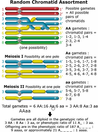 Random chromatid assortment, visualized. Gametes are all diploid in the genetypic ratio of 3 dominant homozygous, 8 heterozygous, and 3 recessive homozygous, or 11 dominant to 3 recessive.