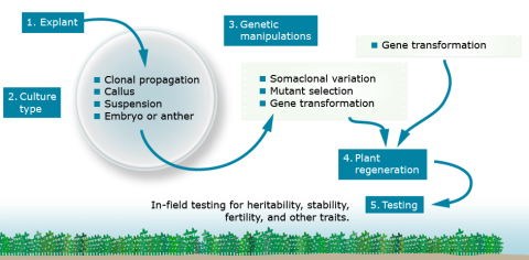 Culture methods for cells and tissues: 1. Explant. 2. Culture type. 3. Genetic manipulations. 4. Plant regeneration. 5. Testing.