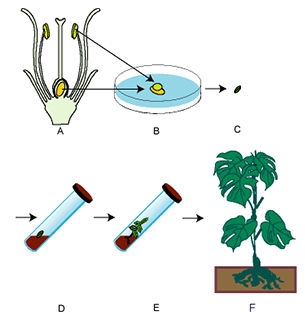 Embryo culturing.