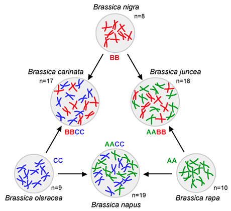 A triangle with 6 species of brassica represented: nigra, oleracea, and rapa are the corners, with carinata, napus, and juncea crossing aspects of each.