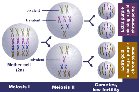 An autotetraploid goes through meiosis, yielding low fertility gametes, each with extra chromosomes of one type or another.