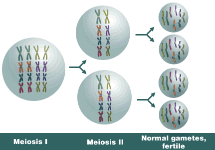 Allotetraploid undergoing meiosis yields normal fertile gametes, with 8 chromosomes each!
