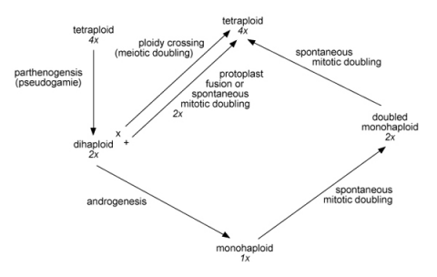 Analytic-Synthetic Breeding Scheme.