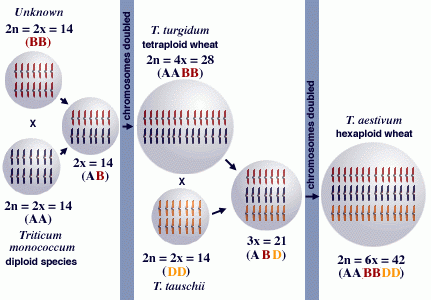 Visualization of diploid species crossing, doubling chromosomes, and yielding hexaploid (AABBDD) wheat.