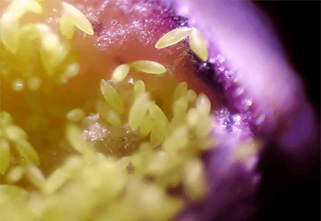 A close-up photo of pollen grains.