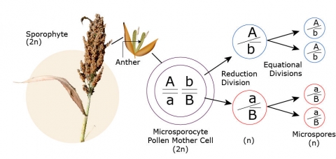 Microsporogenesis process: showing a photo of a sporophyte, a close-up of its anther, which zooms to show the makeup of the mother cell (2n), divided into two separate n microspores.