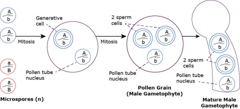 A simple graphic depicting the microgametogenesis process outlined in the text above.