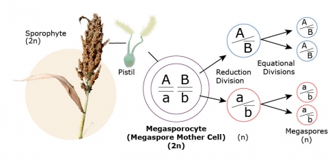 A simple graphic showing the megasporogenesis outlined in the text above.