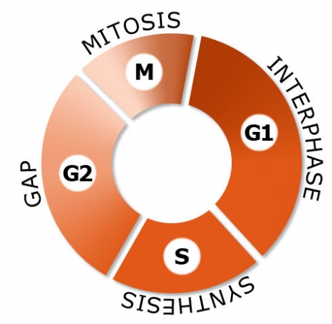 A doughnut graph wit 4 sections: Mitosis (labeled M), Interphase (labeled G1), Synthesis (labeled S), and Gap (labeled G2).