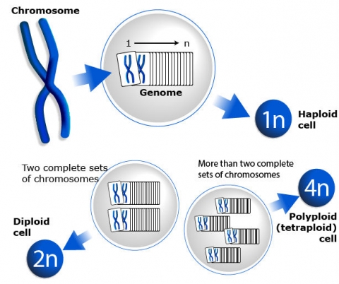 Graphic showing the connection between chromosomes, haploid cells, diploid cells, and polyploid cells.