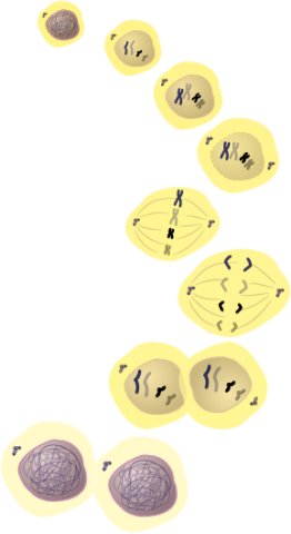 A simple graphic depicting the stages in mitosis, from a cell to separated chromosomes, which pull apart to create two full new cells.