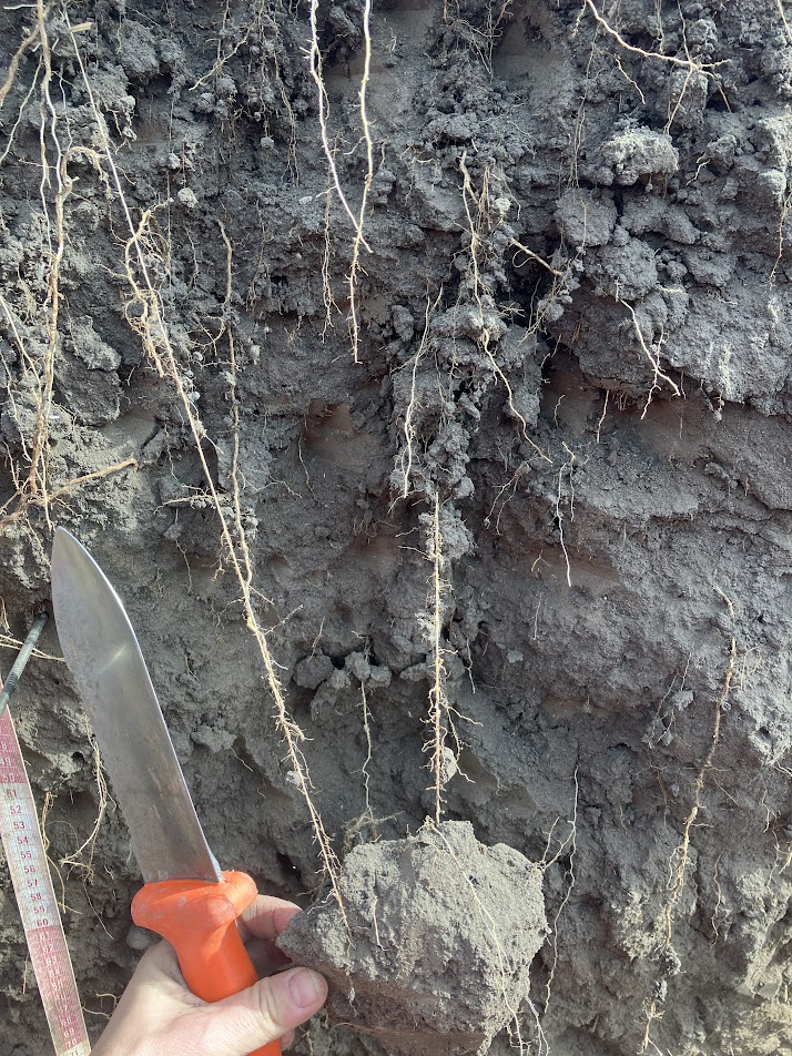 Soil Structure – Soil Judging in Iowa
