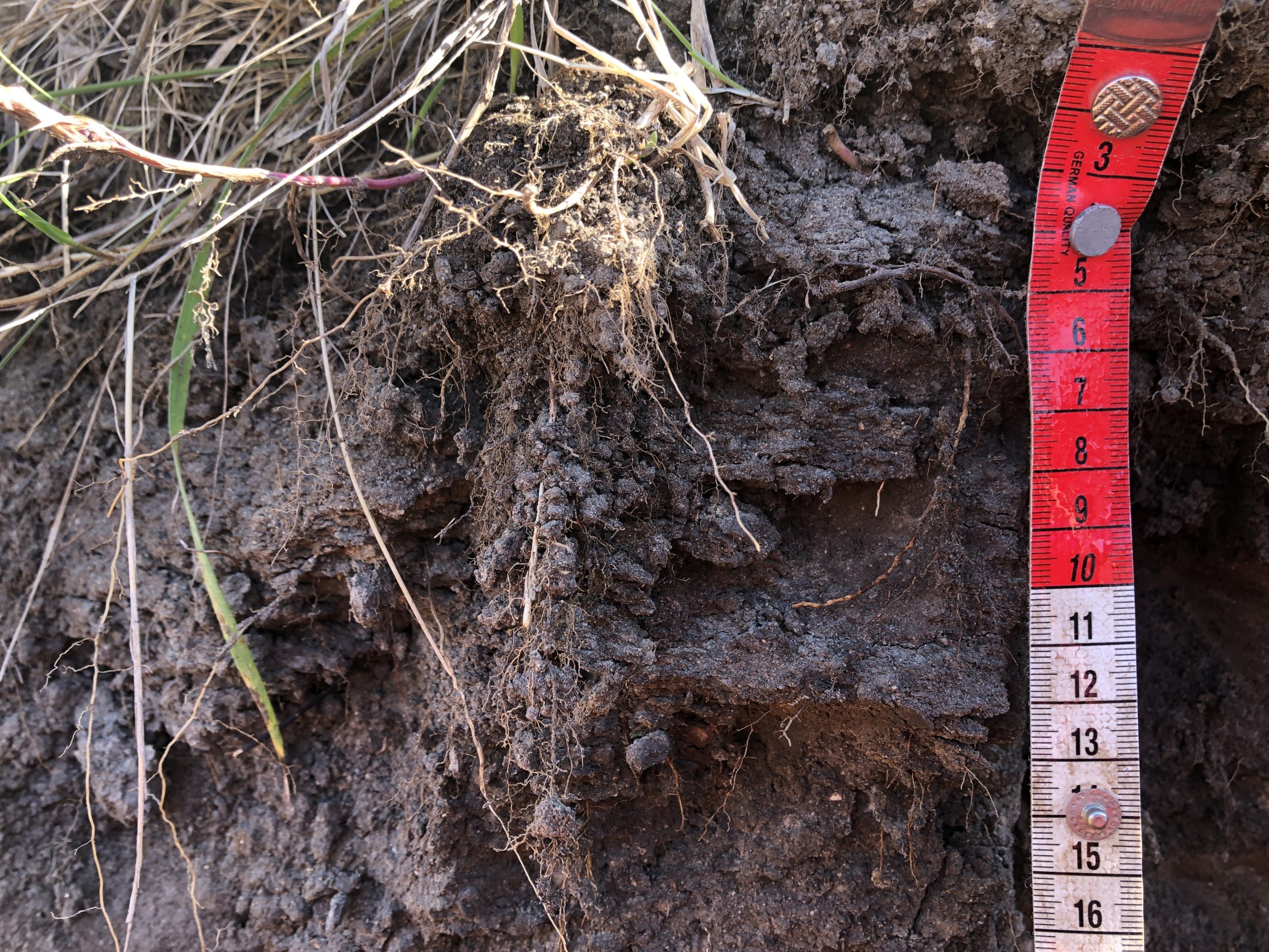 Looser soil structures with wider structures.