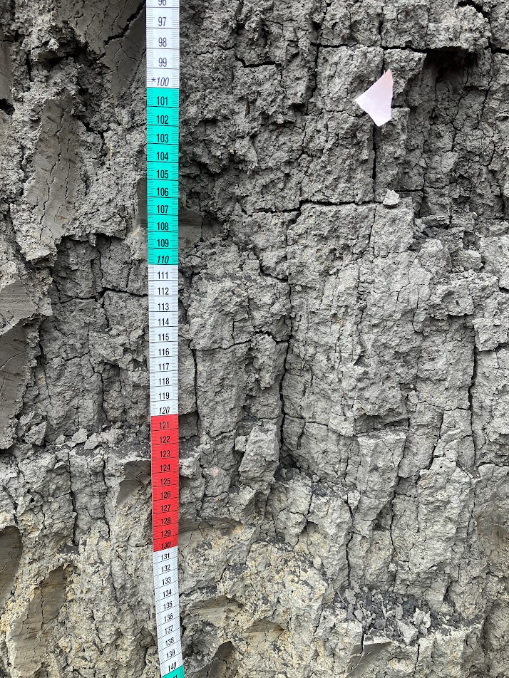 Compact, dry soil wall with dense configuration and tall structure.