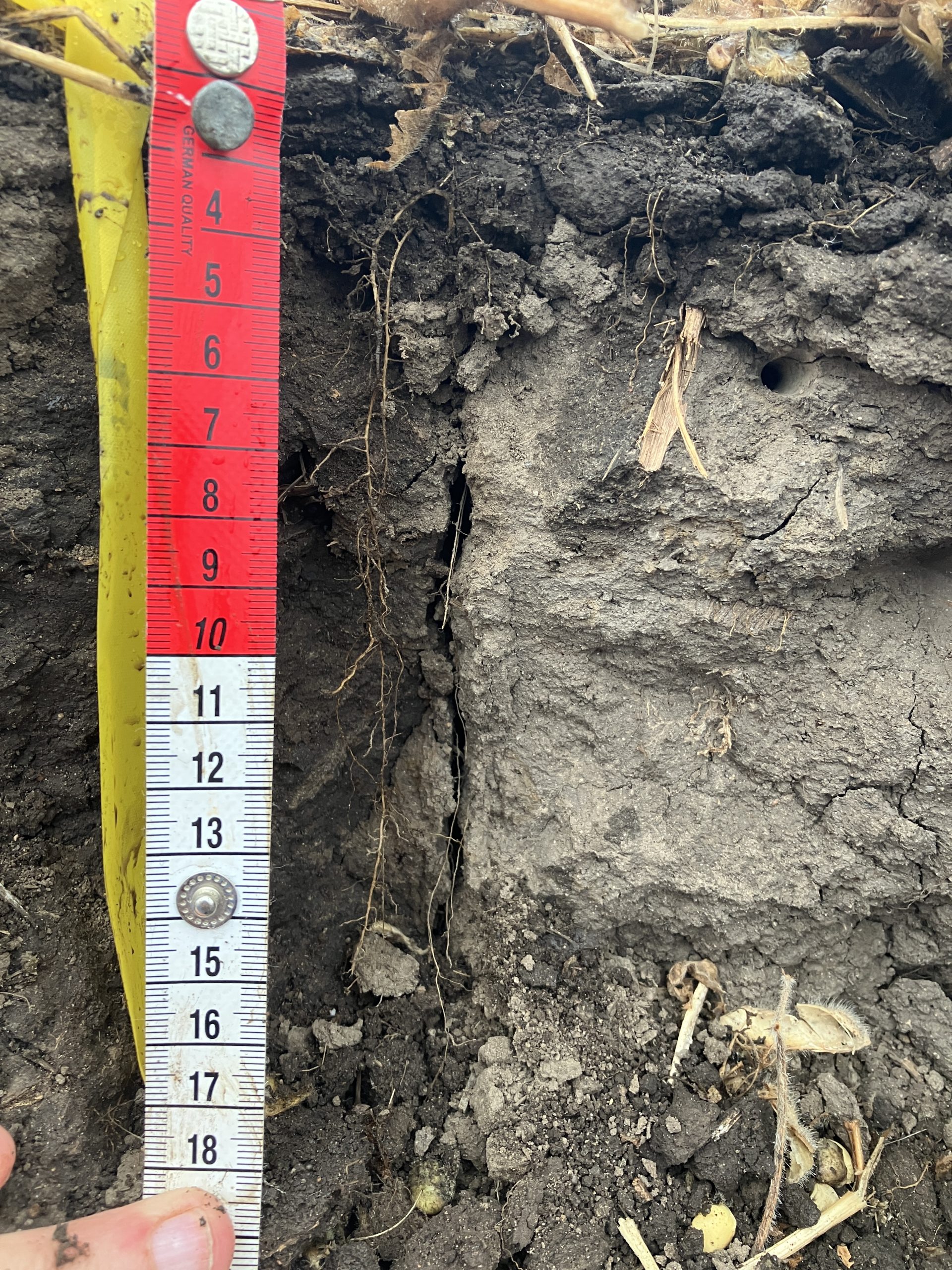 A dry, compact soil profile.