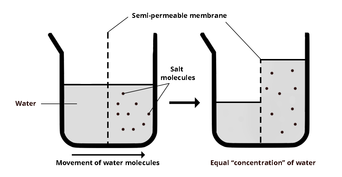 A figure showing osmosis