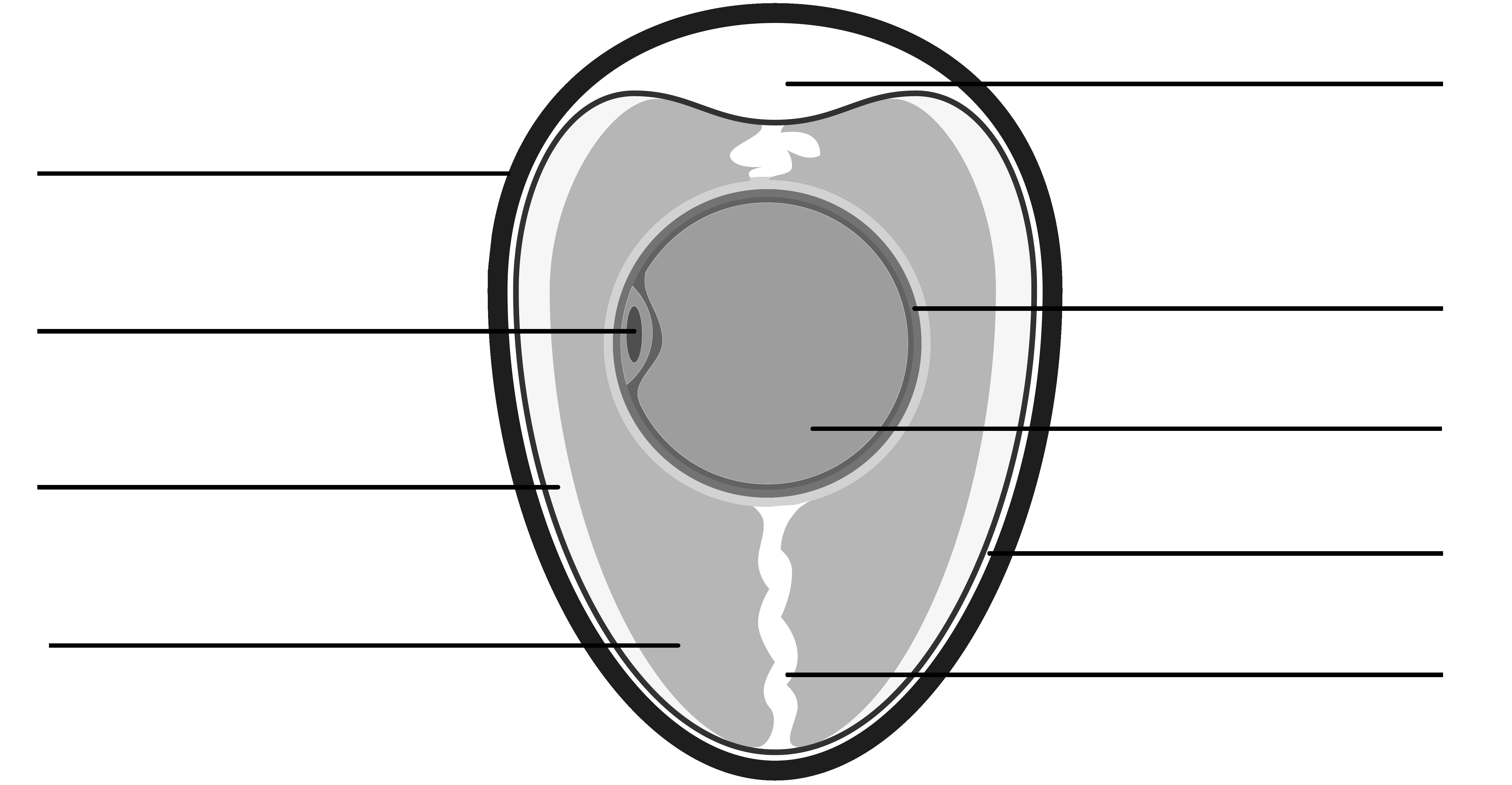 An unlabeled black and white diagram of a chicken egg.