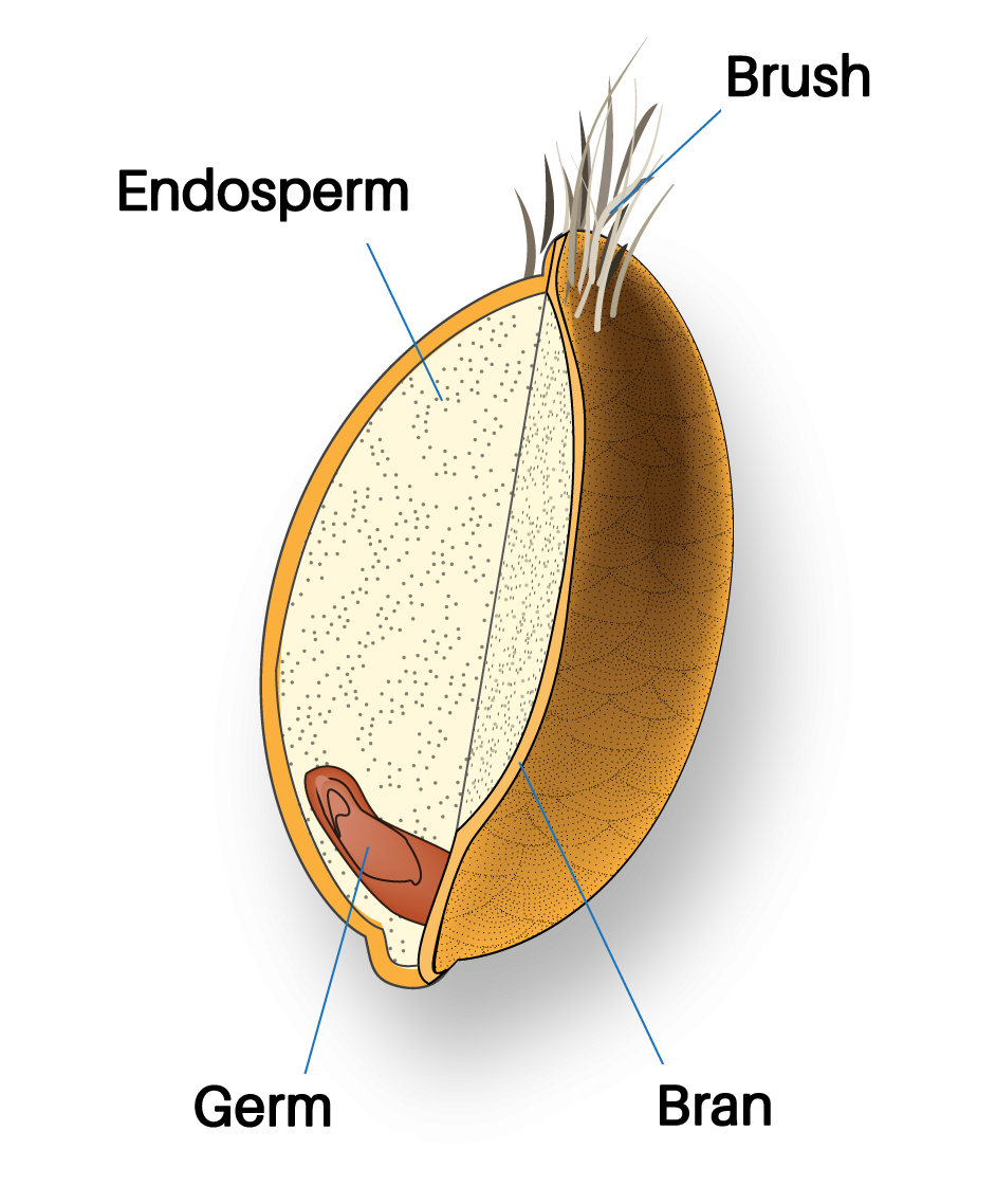 A closeup diagram of a single whole grain, a pod containing the interior endosperm, a small germ, and the exterior coating (the bran).