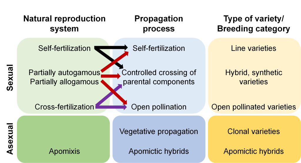 Image showing sexual and asexual reproduction systems, propagation process, and type of crop varieties