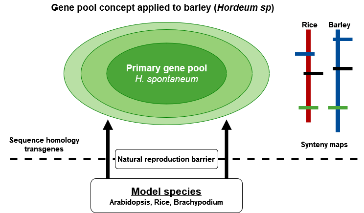 Visualization of gene pool concept.