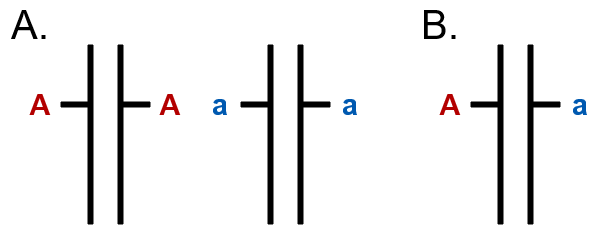 Simple diagram of two lines showing alleles for homozygous and hertozygous genes.
