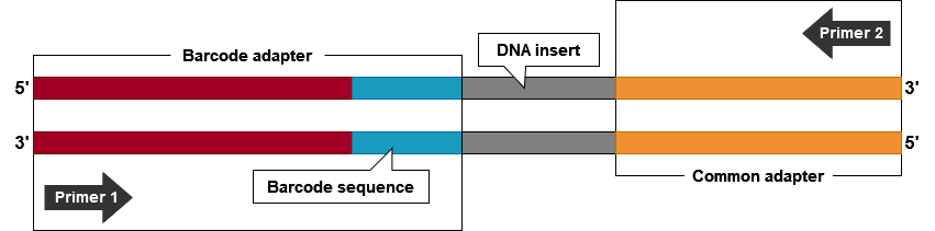 Simple graphic of genotyping by sequencing, described in caption.
