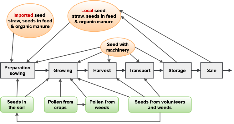 An image showing various routes in which GMO material can contaminate non-GMO material