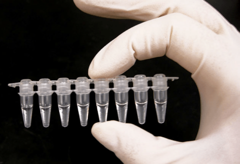 Photo of a gloved hand holding eight small test tubes between the thumb and forefinger
