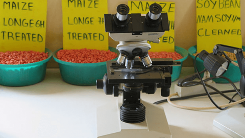 Photo of a microscope on a table in front of a line of maize samples in bowls.